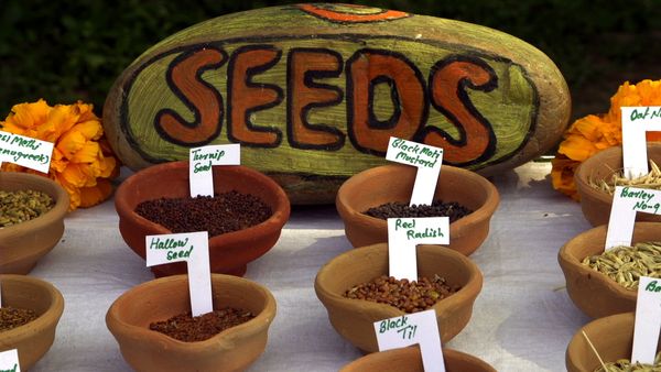 Produktbild: Unser Saatgut - Wir ernten, was wir s&auml;en