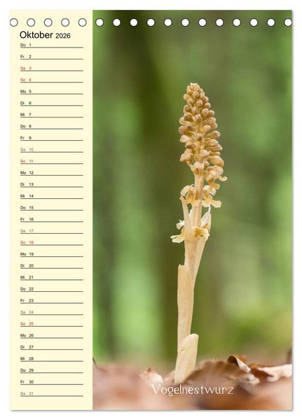 Produktbild: Wildwachsende Orchideen in Bayern (Tischkalender 2026 DIN A5 hoch), CALVENDO Monatskalender