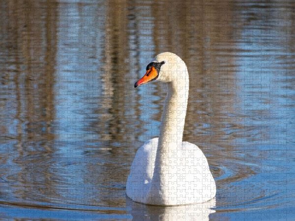 Produktbild: CALVENDO Puzzle Schwan | 1000 Teile Lege-Gr&ouml;&szlig;e 64x48cm Foto-Puzzle f&uuml;r gl&uuml;ckliche Stunden