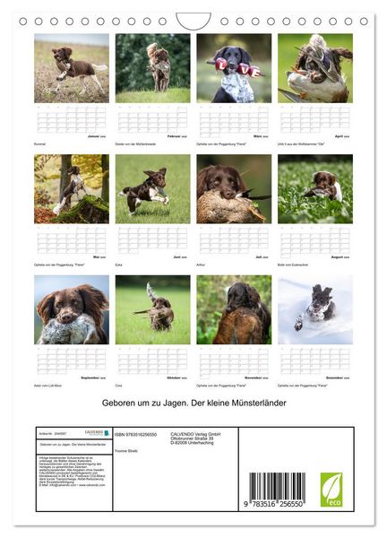 Produktbild: Geboren um zu Jagen. Der kleine M&uuml;nsterl&auml;nder (Wandkalender 2026 DIN A4 hoch), CALVENDO Monatskalender