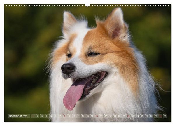 Produktbild: Islandhunde im Portrait (hochwertiger Premium Wandkalender 2026 DIN A2 quer), Kunstdruck in Hochglanz