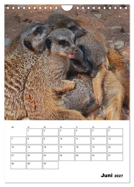 Produktbild: Niedliche Erdm&auml;nnchen (Wandkalender 2027 DIN A4 hoch), CALVENDO Monatskalender