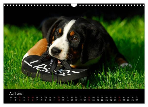 Produktbild: Welpen 2026 (Wandkalender 2026 DIN A3 quer), CALVENDO Monatskalender
