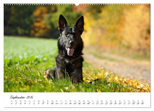 Produktbild: Der graue Deutsche Sch&auml;ferhund (hochwertiger Premium Wandkalender 2026 DIN A2 quer), Kunstdruck in Hochglanz