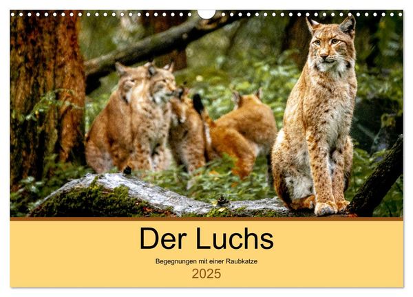 Der Luchs - Begegnungen mit einer Raubkatze (Wandkalender 2025 DIN A3 quer), CALVENDO Monatskalender