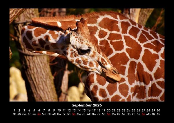 Produktbild: Giraffen 2026 Fotokalender DIN A3
