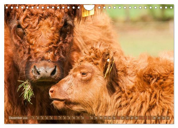 Produktbild: Galloway K&auml;lbchen - Liebenswert und lockig (Wandkalender 2026 DIN A4 quer), CALVENDO Monatskalender