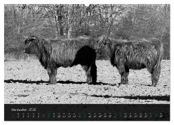 Produktbild: Highland Cattle vom Nordlicht - Faszination Hochland Rind (hochwertiger Premium Wandkalender 2026 DIN A2 quer), Kunstdruck in Hochglanz
