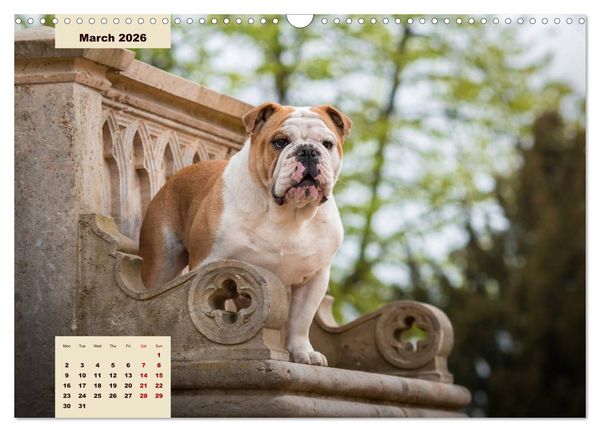 Produktbild: English Bulldog (Wall Calendar 2026 DIN A3 landscape), CALVENDO 12 Month Wall Calendar
