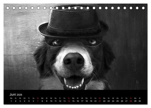 Produktbild: H&uuml;tehunde (Tischkalender 2026 DIN A5 quer), CALVENDO Monatskalender