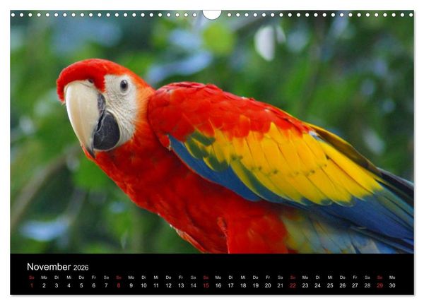 Produktbild: Die Welt der Haustiere (Wandkalender 2026 DIN A3 quer), CALVENDO Monatskalender