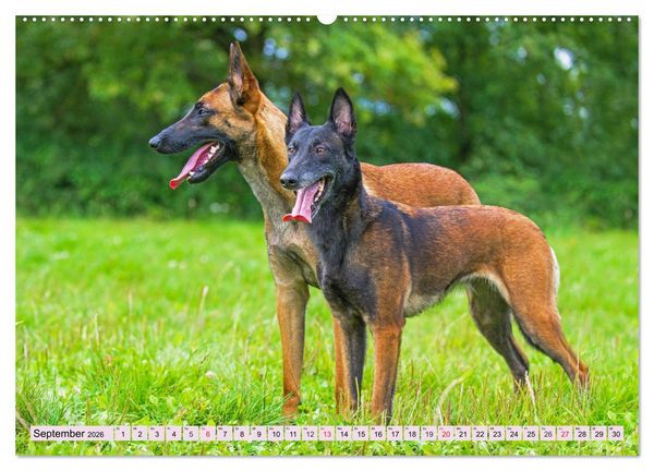 Produktbild: Freund und Besch&uuml;tzer - Der Malinois (hochwertiger Premium Wandkalender 2026 DIN A2 quer), Kunstdruck in Hochglanz