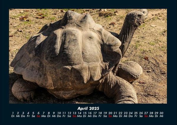 Produktbild: Schildkr&ouml;tenzauber 2025 Fotokalender DIN A4