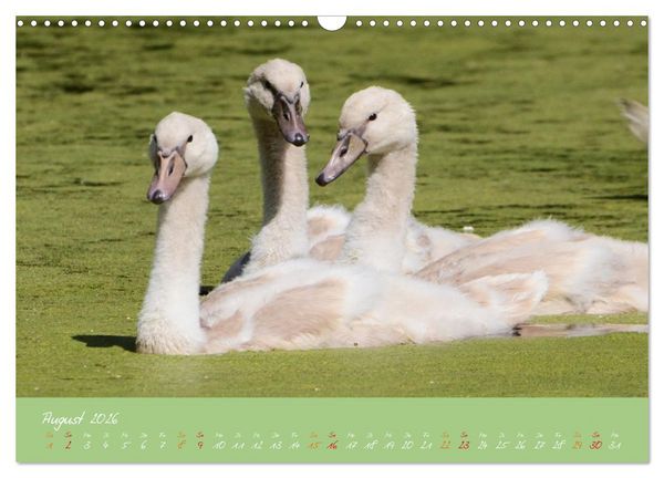 Produktbild: Schwanenfamilie, vom Ei bis zum Fliegen. (Wandkalender 2026 DIN A3 quer), CALVENDO Monatskalender