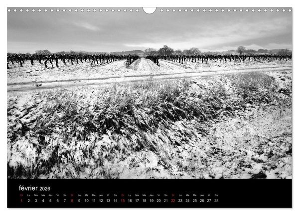 Produktbild: VIGNES DU SUD terroirs d'AOC (Calendrier mural 2026 DIN A3 vertical), CALVENDO calendrier mensuel