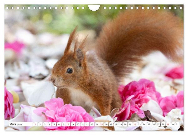 Produktbild: Eichh&ouml;rnchen im K&ouml;niglichen Garten (Wandkalender 2026 DIN A4 quer), CALVENDO Monatskalender