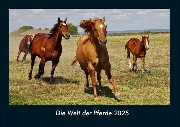 Die Welt der Pferde 2025 Fotokalender DIN A4