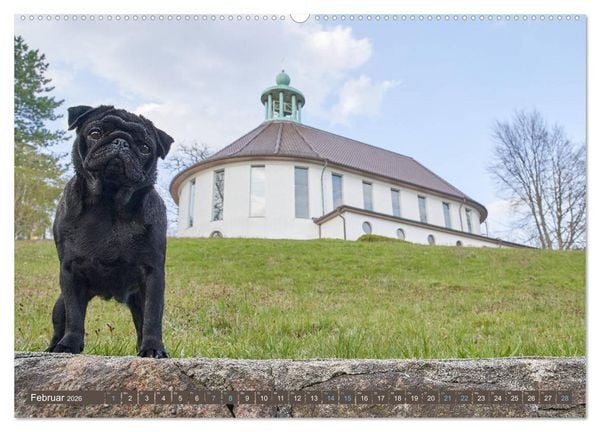 Produktbild: Reinbek mopsfidel (Wandkalender 2026 DIN A2 quer), CALVENDO Monatskalender