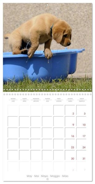 Produktbild: Labrador Retriever Puppies (Wall Calendar 2026 12 &times; 12 Inch) CALVENDO 12 Month Wall Calendar