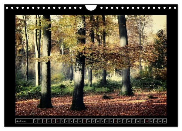 Produktbild: Der Reichswald bei Kleve (Wandkalender 2026 DIN A4 quer), CALVENDO Monatskalender