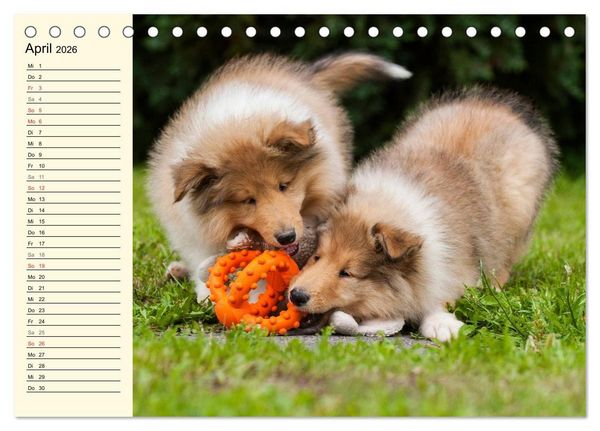 Produktbild: Collie - Mein bester Freund (Tischkalender 2026 DIN A5 quer), CALVENDO Monatskalender