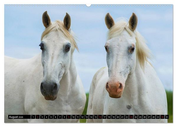 Produktbild: Traumpferd Lipizzaner (hochwertiger Premium Wandkalender 2026 DIN A2 quer), Kunstdruck in Hochglanz
