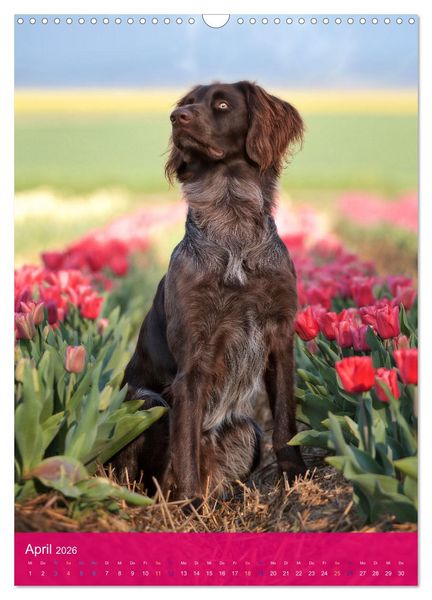 Produktbild: Deutsch Langhaar Butz - Jagdhund mit Passion und Herzblut (Wandkalender 2026 DIN A3 hoch), CALVENDO Monatskalender