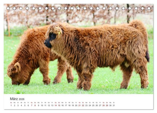 Produktbild: K&auml;lber - Kleine Herzensbrecher auf den Wiesen (Tischkalender 2026 DIN A5 quer), CALVENDO Monatskalender