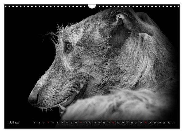 Produktbild: Galgo Espa&ntilde;ol - der spanische Windhund 2027 (Wandkalender 2027 DIN A3 quer), CALVENDO Monatskalender