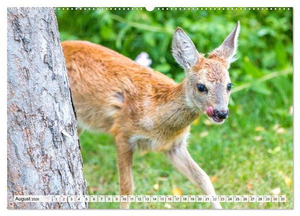Produktbild: Rehe - Sanfte Waldbewohner (hochwertiger Premium Wandkalender 2026 DIN A2 quer), Kunstdruck in Hochglanz
