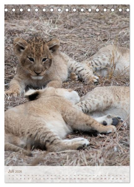 Produktbild: L&ouml;wen in Sabi Sands (Tischkalender 2026 DIN A5 hoch), CALVENDO Monatskalender