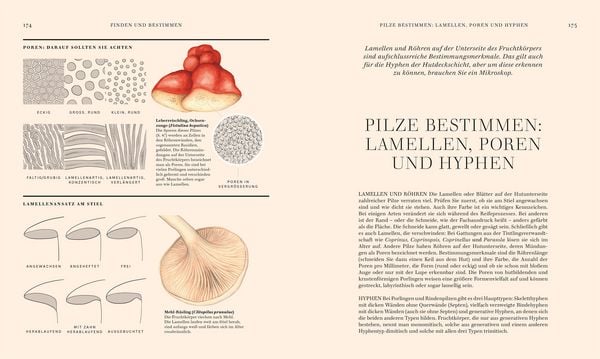 Produktbild: Pilze