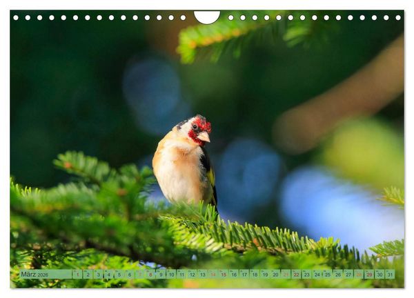 Produktbild: Distelfink (Wandkalender 2026 DIN A4 quer), CALVENDO Monatskalender