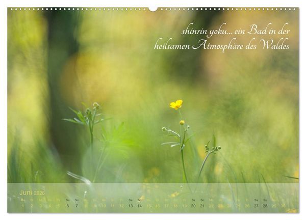 Produktbild: Shinrin yoku - Waldbaden 2026 (Wandkalender 2026 DIN A2 quer), CALVENDO Monatskalender