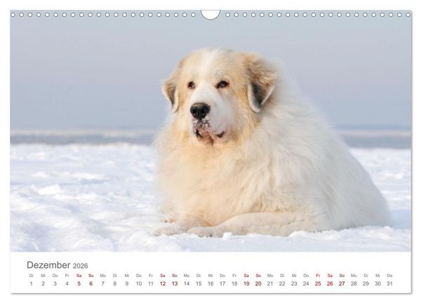Produktbild: Pyren&auml;enberghunde (Wandkalender 2026 DIN A3 quer), CALVENDO Monatskalender