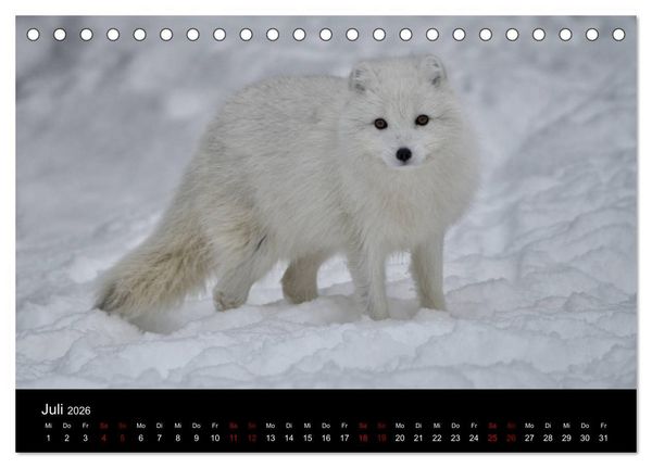 Produktbild: Polarfuchsstudien Wildlife (Tischkalender 2026 DIN A5 quer), CALVENDO Monatskalender