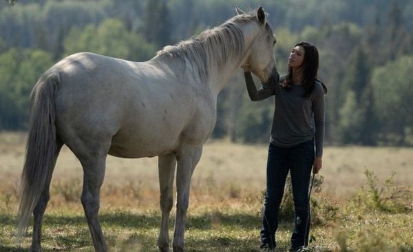 Produktbild: Heartland - Paradies f&uuml;r Pferde - Staffel 12 [4 DVDs]