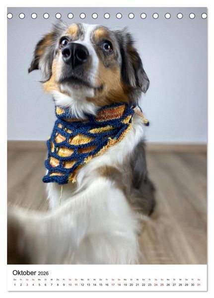 Produktbild: Hermine - Ein Jahr mit einem Mini Australian Shepherd (Tischkalender 2026 DIN A5 hoch), CALVENDO Monatskalender