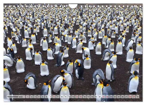Produktbild: Pinguine der Falkland Inseln (Wandkalender 2026 DIN A4 quer), CALVENDO Monatskalender