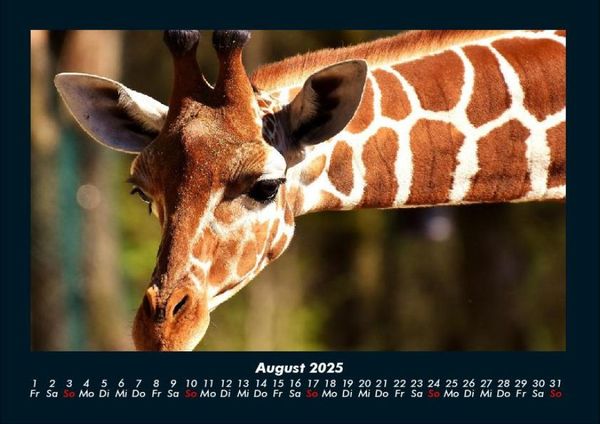 Produktbild: Giraffen 2025 Fotokalender DIN A4