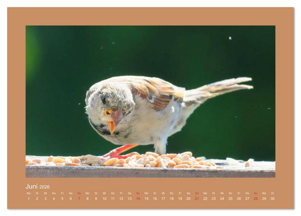 Produktbild: Vogelportr&auml;ts - Heimische V&ouml;gel auf meinem Balkon (Tischkalender 2026 DIN A5 quer), CALVENDO Monatskalender