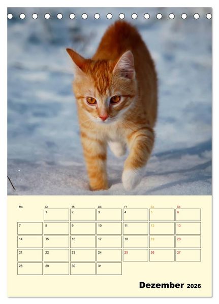 Produktbild: K&auml;tzchen - Theater (Tischkalender 2026 DIN A5 hoch), CALVENDO Monatskalender