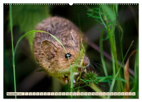 Produktbild: Kleiner Nager - Maus (hochwertiger Premium Wandkalender 2026 DIN A2 quer), Kunstdruck in Hochglanz