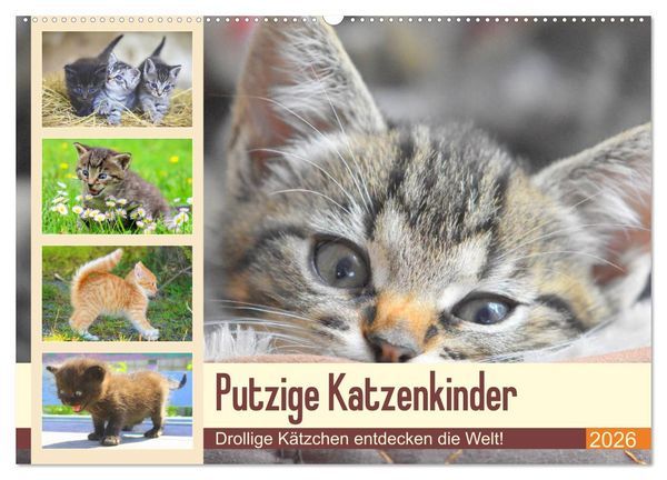 Produktbild: Putzige Katzenkinder. Drollige K&auml;tzchen entdecken die Welt! (Wandkalender 2026 DIN A2 quer), CALVENDO Monatskalender
