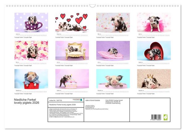 Produktbild: Niedliche Ferkel lovely piglets 2026 (Wandkalender 2026 DIN A2 quer), CALVENDO Monatskalender