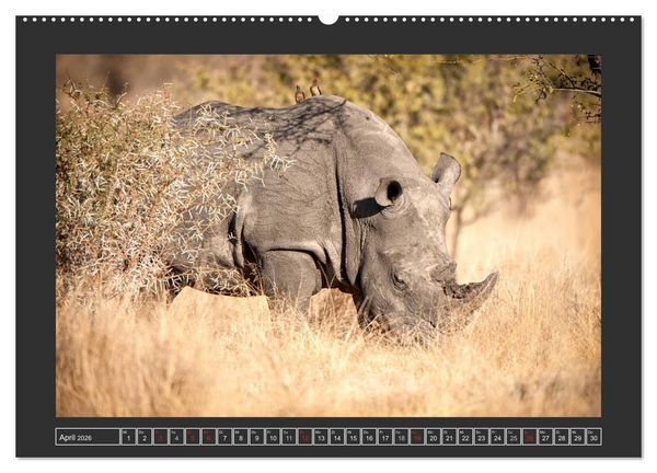 Produktbild: Das Wei&szlig;e Nashorn (Wandkalender 2026 DIN A2 quer), CALVENDO Monatskalender