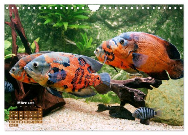 Produktbild: Glanz im Aquarium: S&uuml;&szlig;wasserfische (Wandkalender 2026 DIN A4 quer), CALVENDO Monatskalender