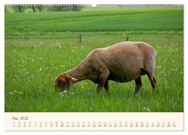 Produktbild: Coburger Fuchsschaf (Wandkalender 2026 DIN A2 quer), CALVENDO Monatskalender