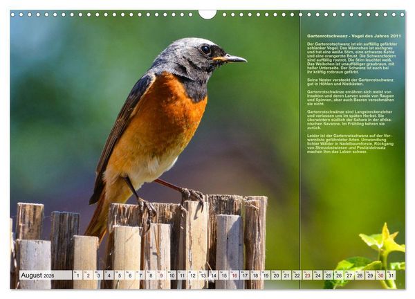 Produktbild: Heimische V&ouml;gel des Jahres (Wandkalender 2026 DIN A3 quer), CALVENDO Monatskalender