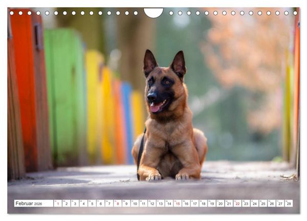Produktbild: Malinois - belgischer Sch&auml;ferhund (Wandkalender 2026 DIN A4 quer), CALVENDO Monatskalender